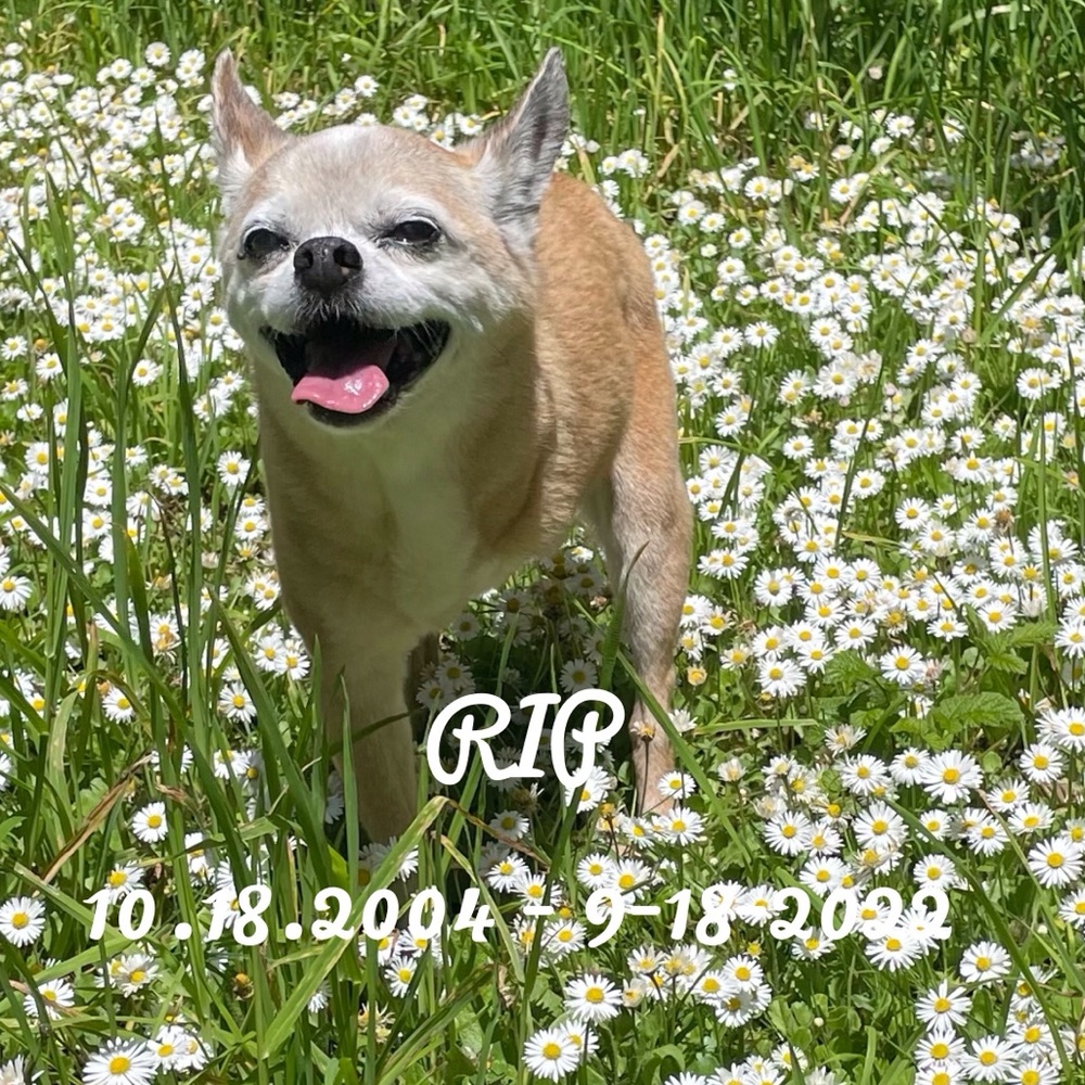 Meet 18yr old Chihuahua Roscoe!